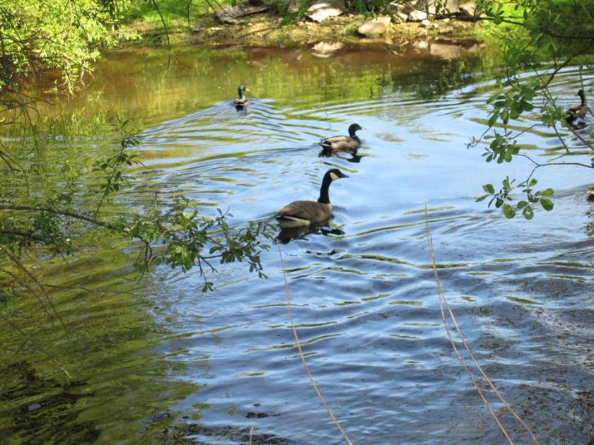 11393193_10207030259056698_3721984519109286114_n